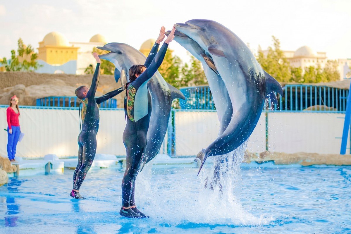 Delfinárium a Show Delfínů Hurghada (Dolphin Show)