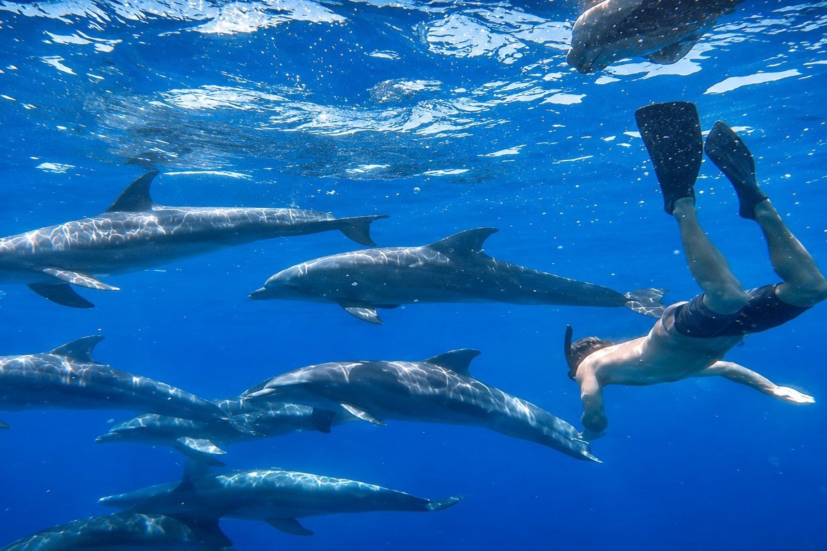 Dům Delfínů Hurghada (Dolphin House)