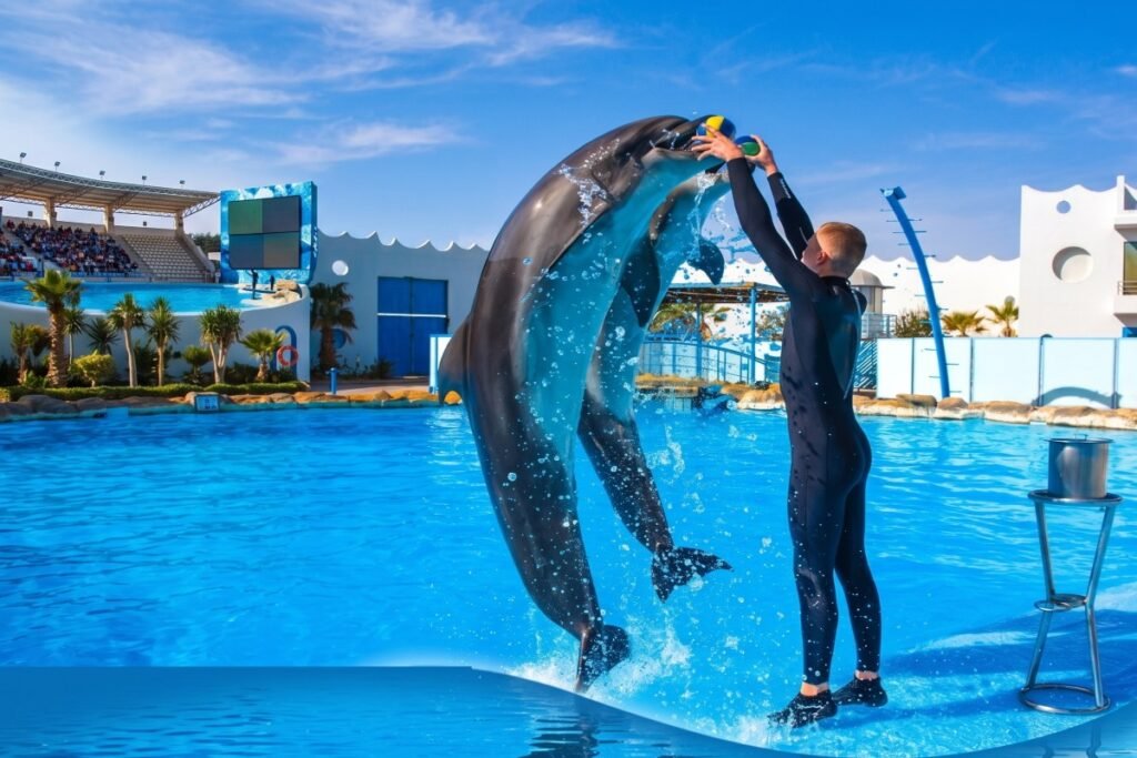 dolphin show