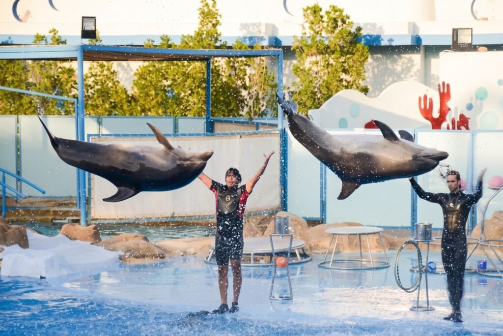 dolphin show hurghada delfinarium